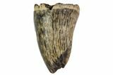 Mosasaur Tooth Fragment- North Sulfur River, Texas #104352-1